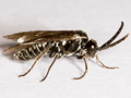 Epria sexpunctata